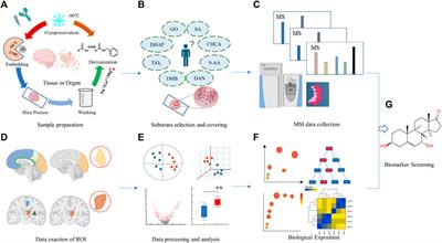 Localization analysis of metabolites from complex biological samples-recent analytical technique of mass spectrometry imaging